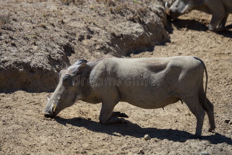 Phacochère africaine se mettant à genoux vers le bas pour manger photographie stock libre de droits