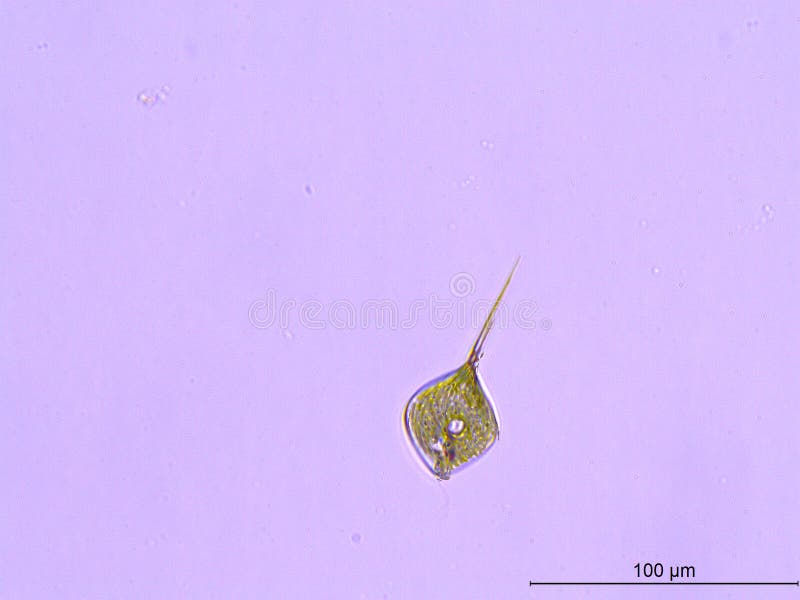 Phacus in a Dirty Pond Water Drop Under a Microscope Stock Image Image of education, celled
