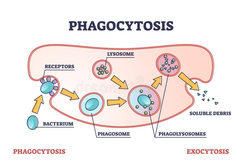 Exocytosis Stock Illustrations Exocytosis Stock Illustrations Vectors Clipart Dreamstime Exocytosis Stock Illustrations Exocytosis Stock Illustrations Vectors Clipart Dreamstime