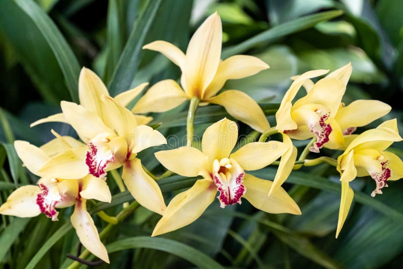 Phaius Orchid. Beautiful Yellow Orchid Blooming Close Up View Phaius  Tankervilleae Nature Background. Stock Image - Image of green, exotic:  175111115