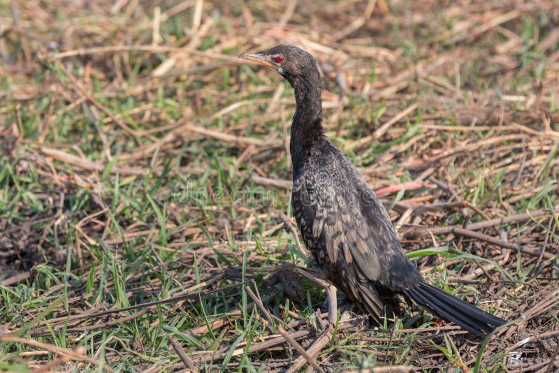 Phalacrocorax africanus