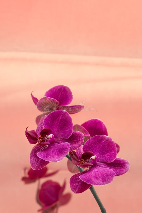 Phalaenopsis à Fleur D'orchidée Violette. Orchidées Papillon En Fleurs.  Espace De Copie. Tendance Couleur 2021 2022. Closeup Photo stock - Image du  floral, branchement: 233860132