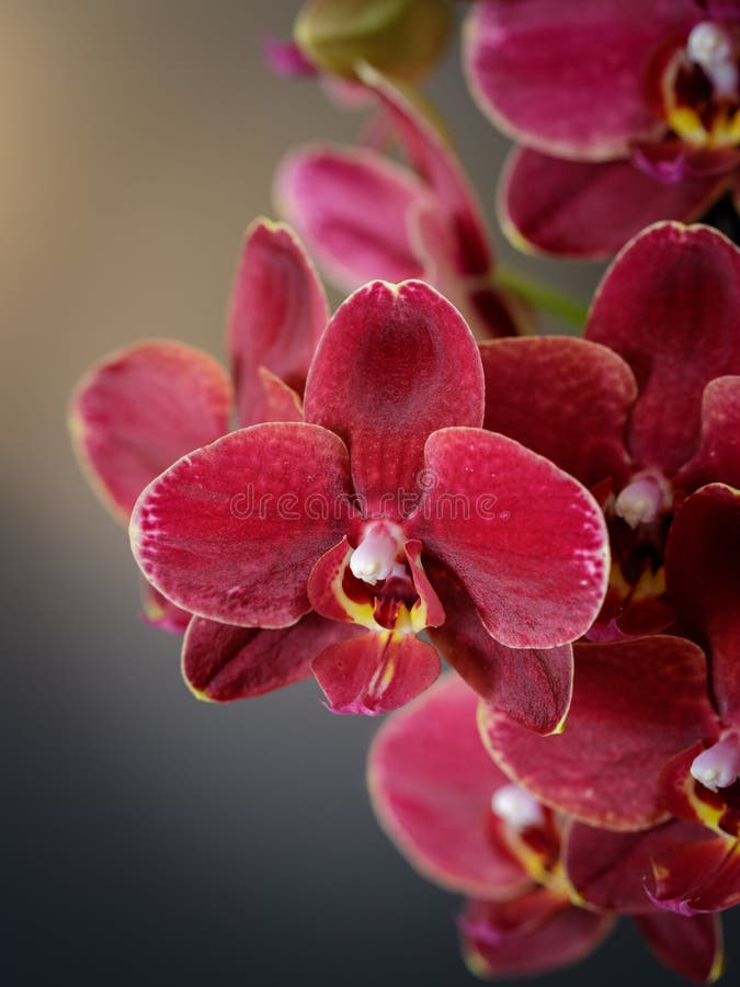 Phalaenopsis à Fleurs Orchid Rouge Foncé Image stock - Image du postcard,  fleur: 187874237