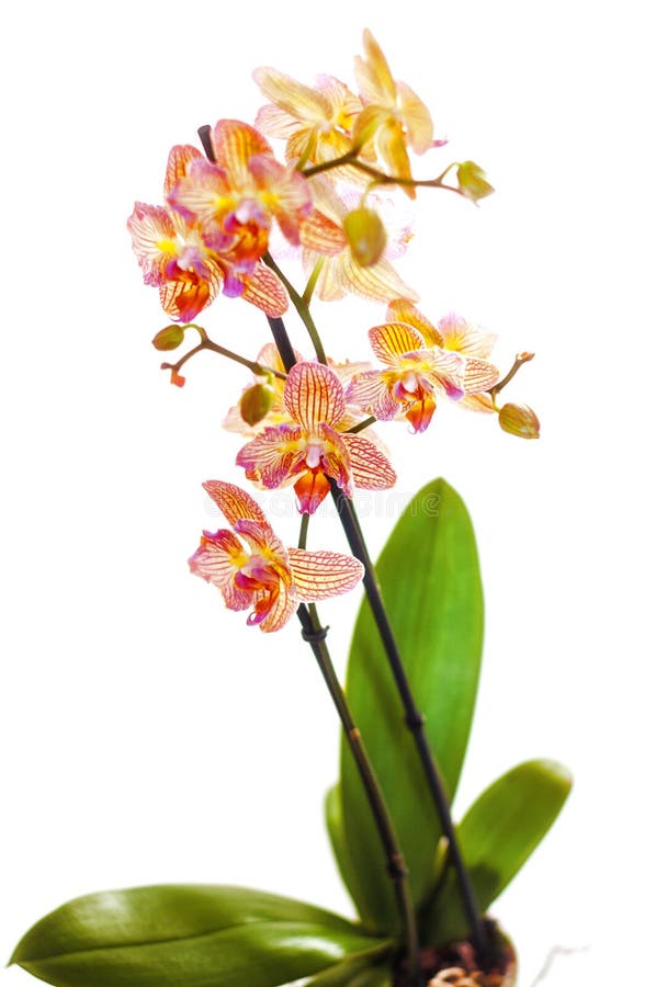 Phalaenopsis obrazy stock Phalaenopsis obrazy stock