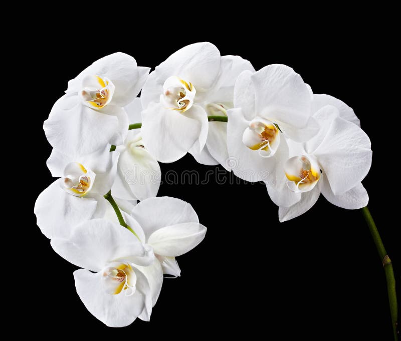 Phalaenopsis bianco immagini stock libere da diritti