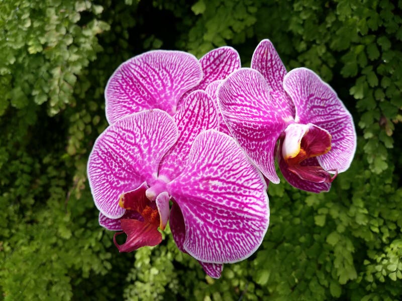 Phalaenopsis Blume stock photo. Image of abbreviated - 131253818