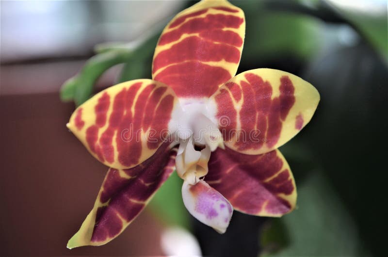 Phalaenopsis amboinensis-epiphytic herbaceous plant of the Orchid family. Monopodial epiphyte of medium size.

3-4 leaves in nature, 4-6 in culture. Leaves are elliptical, 14-25 cm long, up to 10 cm wide.

Peduncle up to 45 cm, sometimes the plant produces 2-3 peduncles. `Revolving` type of flowering, when one flower fades, the peduncle lengthens somewhat and a new bud appears. All flower segments are creamy, yellow or yellow-greenish, sometimes tinted with orange, with brownish-red transverse strokes. Flower diameter up to 6.5 cm.
Many clones have a pleasant scent.
Sepals are elliptical in shape, with curved tips. The petals are similar in shape, somewhat shorter.
The lip is triple, about 2.2 cm long, the lateral parts are straight, yellow, the front part is green-white, elliptical-oval.
It can bloom at any time of the year, more abundantly in summer. Habitat, ecological features
Ambon, Sulawesi, Papua New Guinea and Indonesia.
In places of growth, there are practically no seasonal changes in air temperature. The average daytime temperature is 28-30 ° C, the average nighttime is 23 ° C. Air humidity all year round from 72 to 84%. Phalaenopsis amboinensis-epiphytic herbaceous plant of the Orchid family. Monopodial epiphyte of medium size.

3-4 leaves in nature, 4-6 in culture. Leaves are elliptical, 14-25 cm long, up to 10 cm wide.

Peduncle up to 45 cm, sometimes the plant produces 2-3 peduncles. `Revolving` type of flowering, when one flower fades, the peduncle lengthens somewhat and a new bud appears. All flower segments are creamy, yellow or yellow-greenish, sometimes tinted with orange, with brownish-red transverse strokes. Flower diameter up to 6.5 cm.
Many clones have a pleasant scent.
Sepals are elliptical in shape, with curved tips. The petals are similar in shape, somewhat shorter.
The lip is triple, about 2.2 cm long, the lateral parts are straight, yellow, the front part is green-white, elliptical-oval.
It can bloom at any time of the year, more abundantly in summer. Habitat, ecological features
Ambon, Sulawesi, Papua New Guinea and Indonesia.
In places of growth, there are practically no seasonal changes in air temperature. The average daytime temperature is 28-30 ° C, the average nighttime is 23 ° C. Air humidity all year round from 72 to 84%.