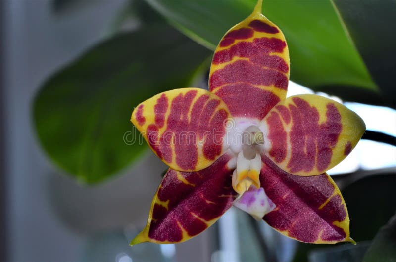 Phalaenopsis amboinensis-epiphytic herbaceous plant of the Orchid family. Monopodial epiphyte of medium size.

3-4 leaves in nature, 4-6 in culture. Leaves are elliptical, 14-25 cm long, up to 10 cm wide.

Peduncle up to 45 cm, sometimes the plant produces 2-3 peduncles. `Revolving` type of flowering, when one flower fades, the peduncle lengthens somewhat and a new bud appears. All flower segments are creamy, yellow or yellow-greenish, sometimes tinted with orange, with brownish-red transverse strokes. Flower diameter up to 6.5 cm.
Many clones have a pleasant scent.
Sepals are elliptical in shape, with curved tips. The petals are similar in shape, somewhat shorter.
The lip is triple, about 2.2 cm long, the lateral parts are straight, yellow, the front part is green-white, elliptical-oval.
It can bloom at any time of the year, more abundantly in summer. Habitat, ecological features
Ambon, Sulawesi, Papua New Guinea and Indonesia.
In places of growth, there are practically no seasonal changes in air temperature. The average daytime temperature is 28-30 ° C, the average nighttime is 23 ° C. Air humidity all year round from 72 to 84%. Phalaenopsis amboinensis-epiphytic herbaceous plant of the Orchid family. Monopodial epiphyte of medium size.

3-4 leaves in nature, 4-6 in culture. Leaves are elliptical, 14-25 cm long, up to 10 cm wide.

Peduncle up to 45 cm, sometimes the plant produces 2-3 peduncles. `Revolving` type of flowering, when one flower fades, the peduncle lengthens somewhat and a new bud appears. All flower segments are creamy, yellow or yellow-greenish, sometimes tinted with orange, with brownish-red transverse strokes. Flower diameter up to 6.5 cm.
Many clones have a pleasant scent.
Sepals are elliptical in shape, with curved tips. The petals are similar in shape, somewhat shorter.
The lip is triple, about 2.2 cm long, the lateral parts are straight, yellow, the front part is green-white, elliptical-oval.
It can bloom at any time of the year, more abundantly in summer. Habitat, ecological features
Ambon, Sulawesi, Papua New Guinea and Indonesia.
In places of growth, there are practically no seasonal changes in air temperature. The average daytime temperature is 28-30 ° C, the average nighttime is 23 ° C. Air humidity all year round from 72 to 84%.