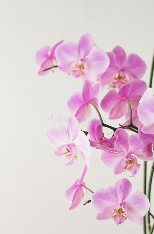 Resultado de imagem para Orquídeas de inverno freepik