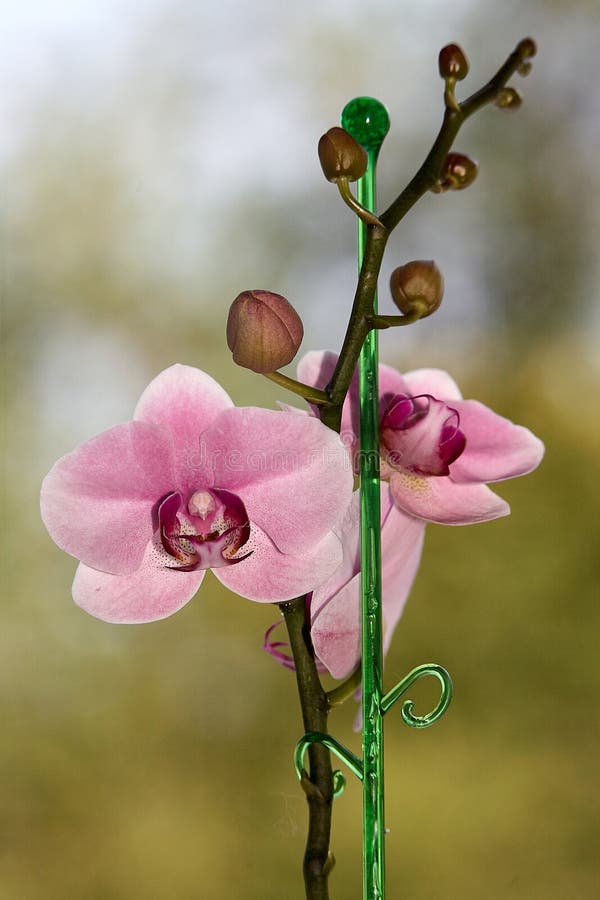 Phalaenopsis d'orchidée sur un fond de vert de bokeh photo stock Phalaenopsis d'orchidée sur un fond de vert de bokeh photo stock