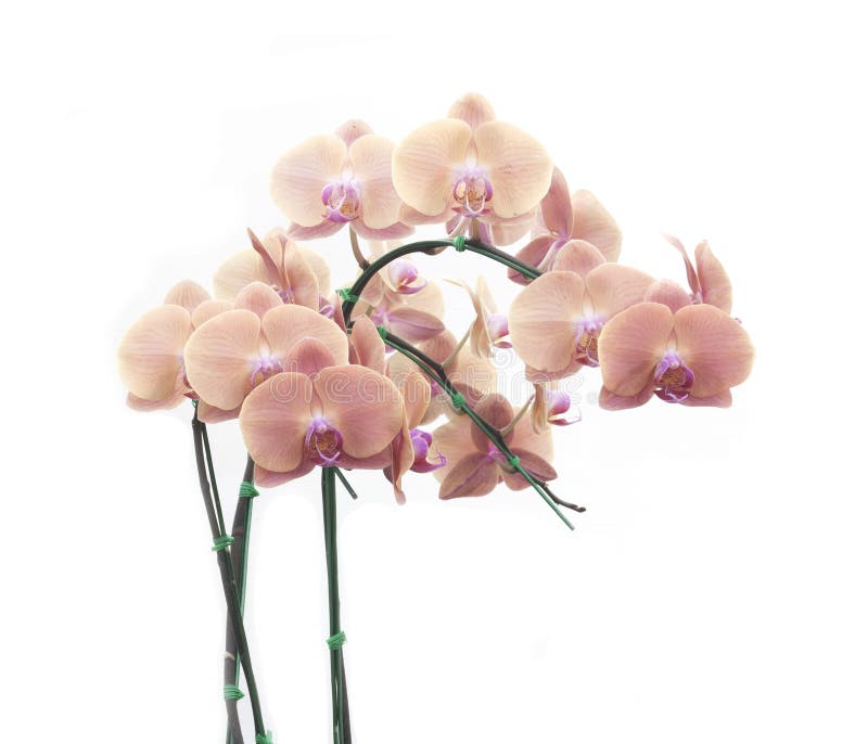 Phalaenopsis da orquídea imagens de stock Phalaenopsis da orquídea imagens de stock
