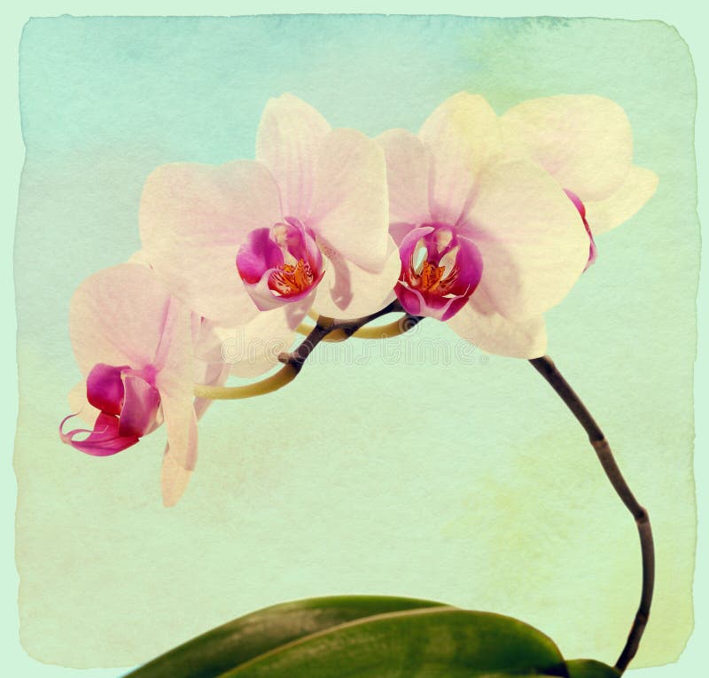 Phalaenopsis da orquídea Estilo do vintage Papel textured ilustração do vetor