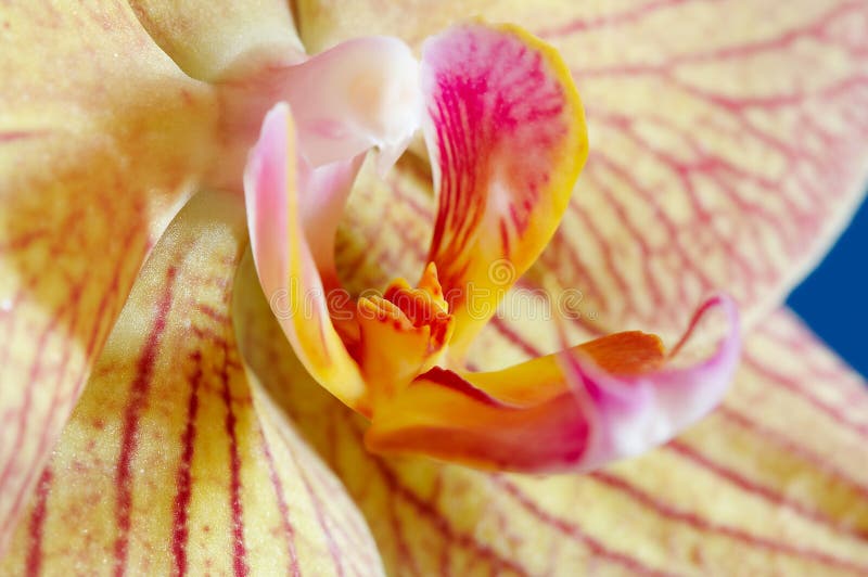 Phalaenopsis de la orquídea