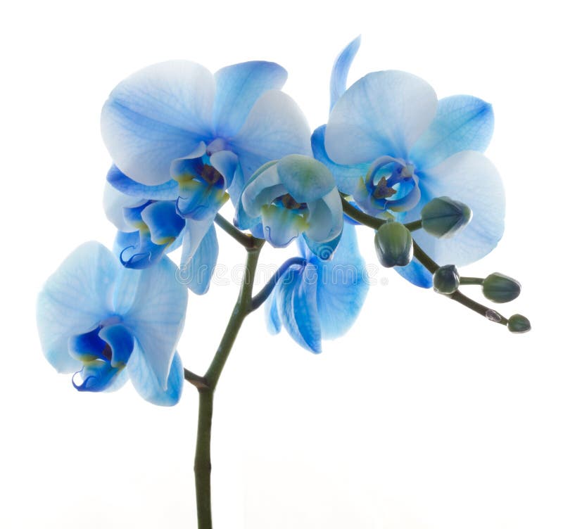 Phalaenopsis dell'orchidea Phalaenopsis dell'orchidea