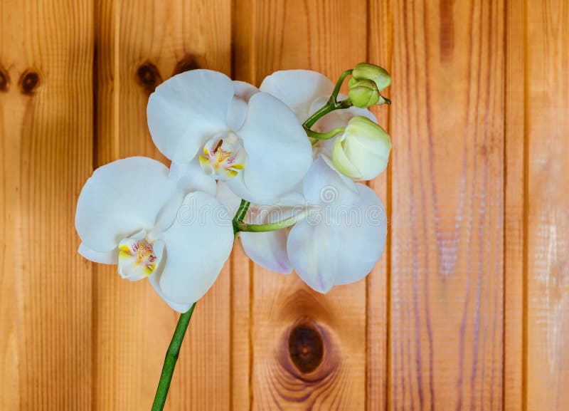 Phalaenopsis dell'orchidea su fondo di legno fotografia stock libera da diritti Phalaenopsis dell'orchidea su fondo di legno fotografia stock libera da diritti