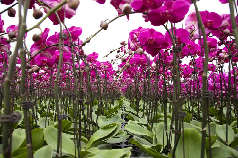 Phalaenopsis in greenhouse