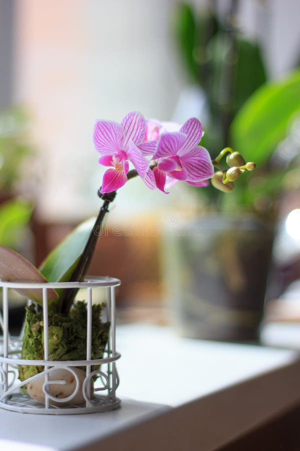 Phalaenopsis Mini - Orquídea Branca E Roxa Beautuful Foto de Stock - Imagem  de fragilidade, roxo: 107812042