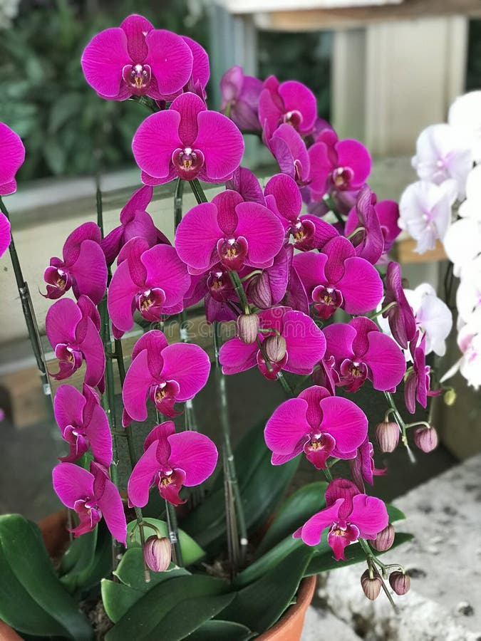 Hoa lan phalaenopsis là loài hoa đẹp lung linh với nhiều màu sắc tươi trẻ, đặc biệt là hoa lan tím, rất được lòng người hâm mộ. Bức ảnh này sẽ khiến bạn không thể rời mắt khỏi những bông hoa lan xinh đẹp.