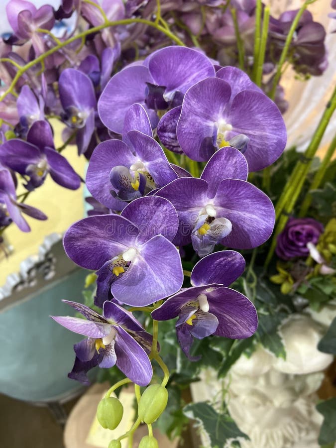 Phalaenopsis or Moth Orchids Flower Stock Photo Image of beautiful