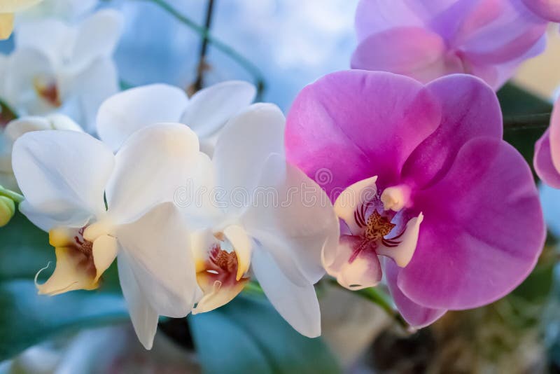 Phalaenopsis Orchid Blommor Stäng royaltyfria bilder Phalaenopsis Orchid Blommor Stäng royaltyfria bilder