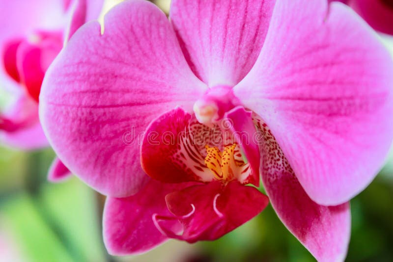 Phalaenopsis Orchid Colorful Bloom. Pink Phalaenopsis. Stock Image