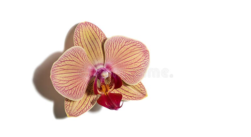 Phalaenopsis orchid with delicate petals displaying a light yellow base and intricate stock illustration