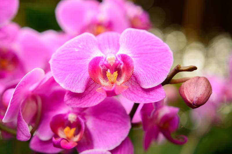 Phalaenopsis Orchid Flower Developed, Pink Flower Petals with