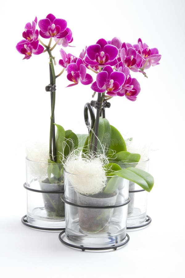 Phalaenopsis Orchid in Flower Pot Stock Image - Image of pink, leaves ...