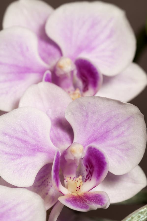 Phalaenopsis Orchid Flowers Butterfly Orchid Stock Image Image of