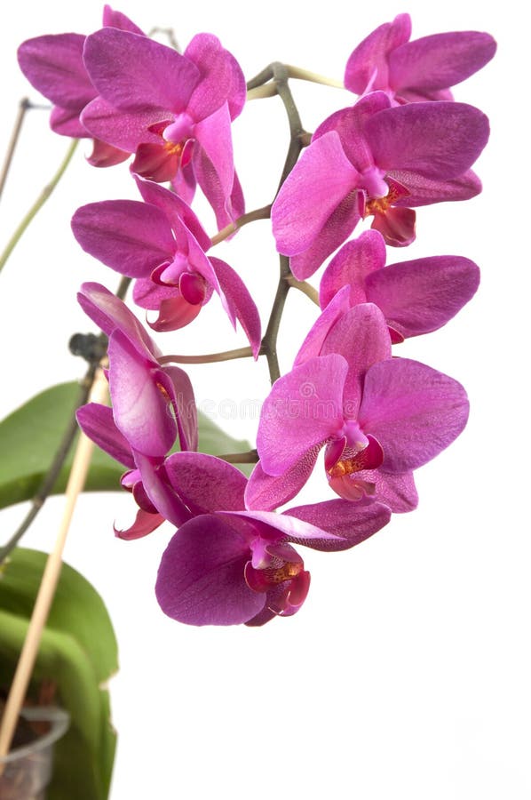 Phalaenopsis Orchid Flowers (butterfly Orchid) Stock Photo - Image of ...