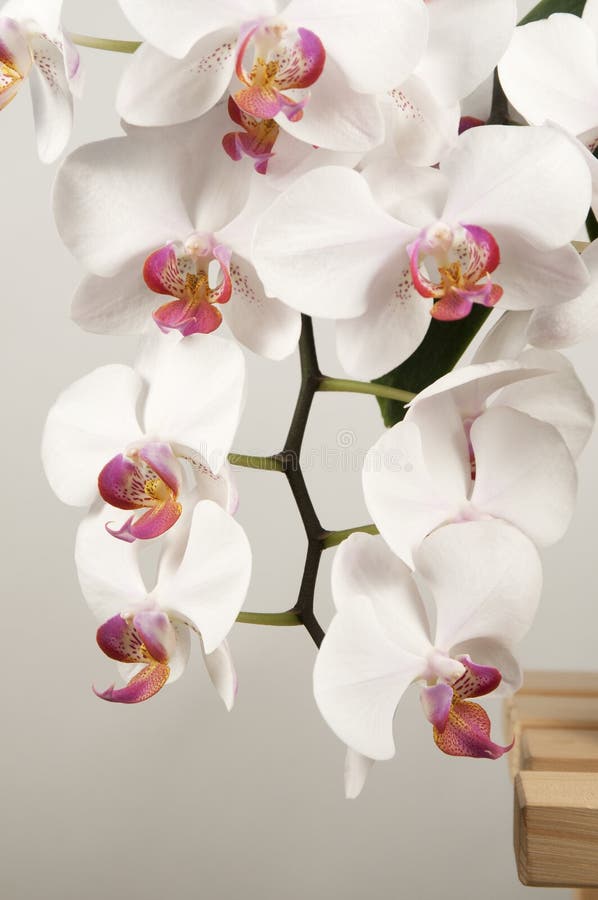 Phalaenopsis Orchid Flowers (butterfly Orchid) Stock Photo Image of
