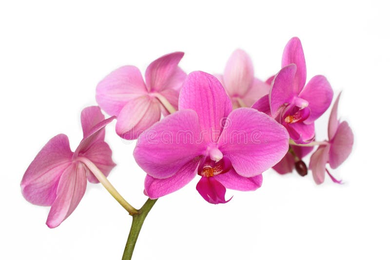 Phalaenopsis Orchidaceae isolated on white backgro