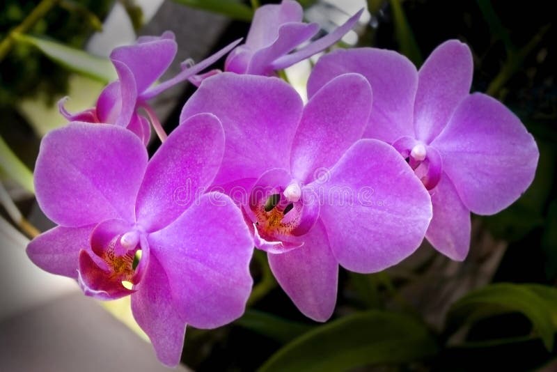 Phalaenopsis sp. Orchid