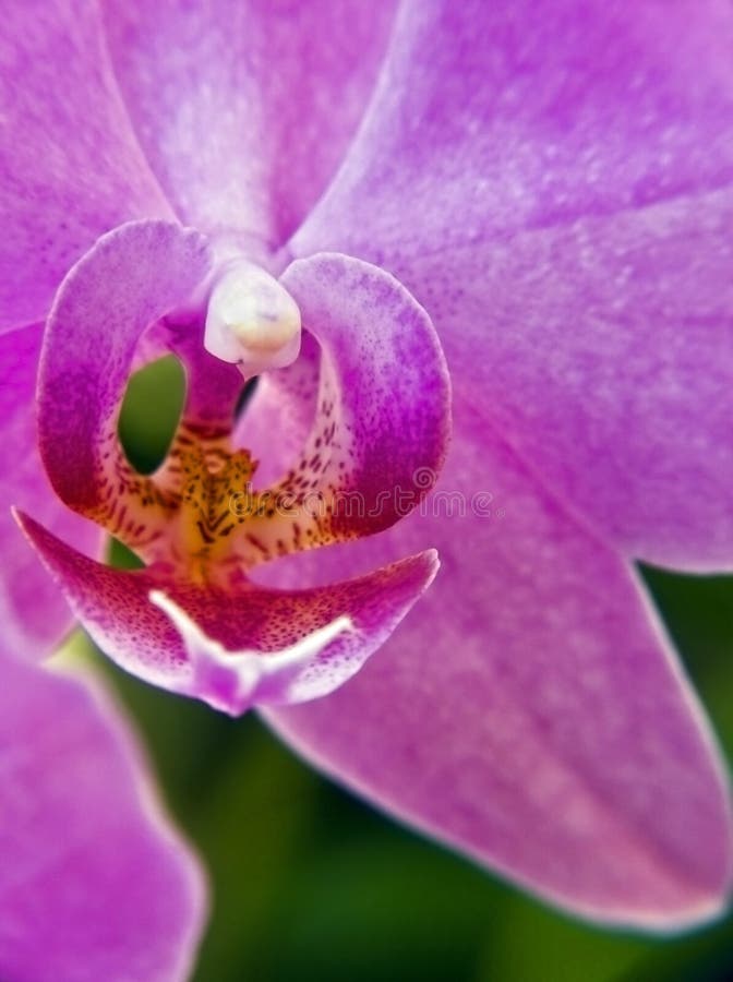 Phalaenopsis sp. Orchid Close-up