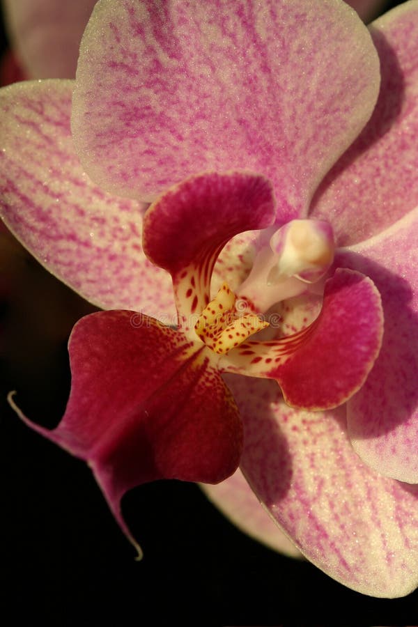 Phalaenopsis violeta de la orquídea encendido