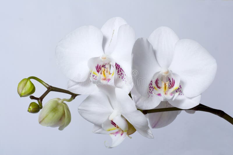 Phalenopsis