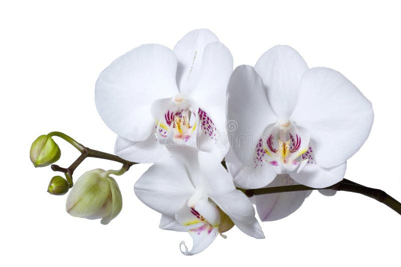 Phalenopsis