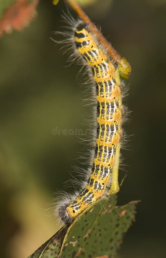 Phalera bucephala