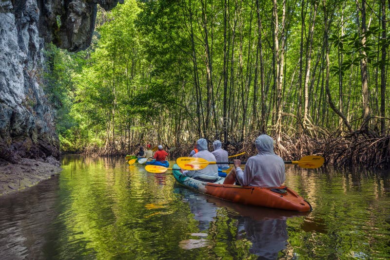 Group of tourists kayaking in the mangrove jungle