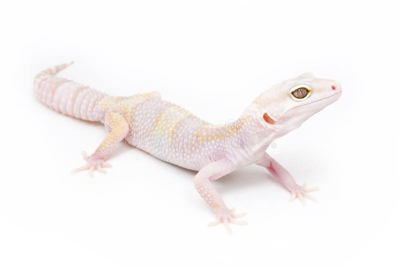 Phantom Leopard Gecko