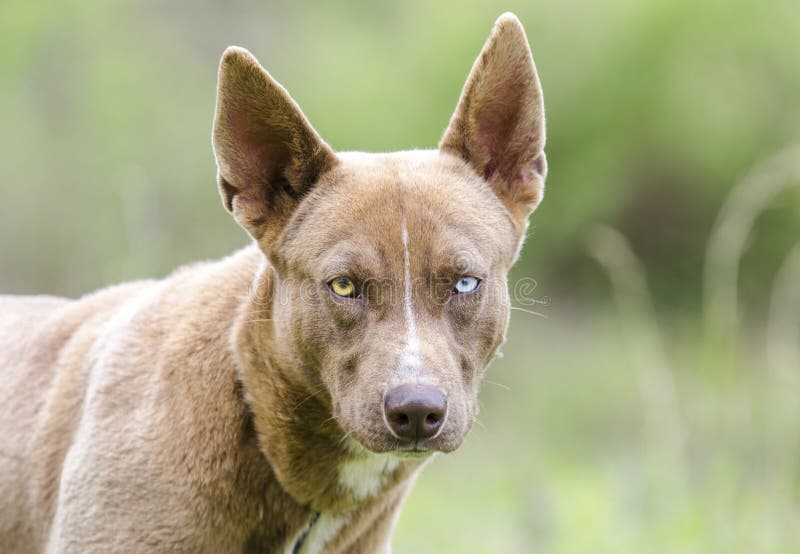 Pharaoh Hound Husky Mix Dog With One Blue Eye Stock Photo ...