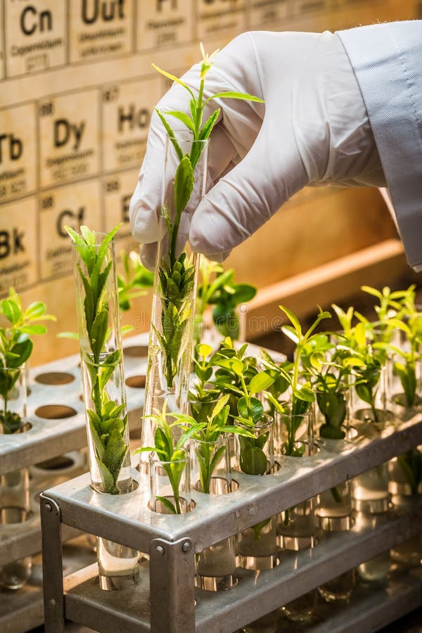 Pharmaceutical Laboratory during Study Growing Plants Stock Photo