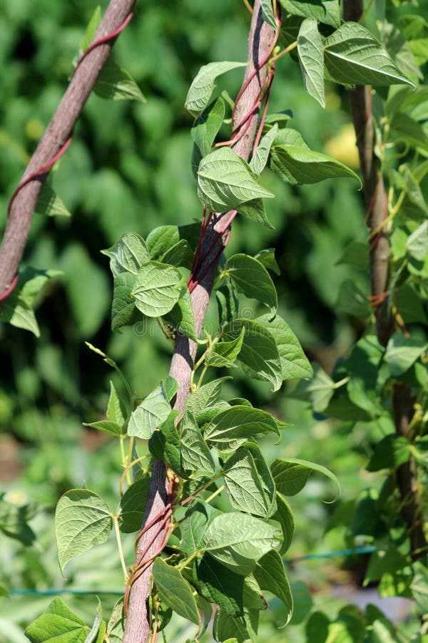 Phaseolus vulgaris лазает по деревянному столбу стоковая фотография