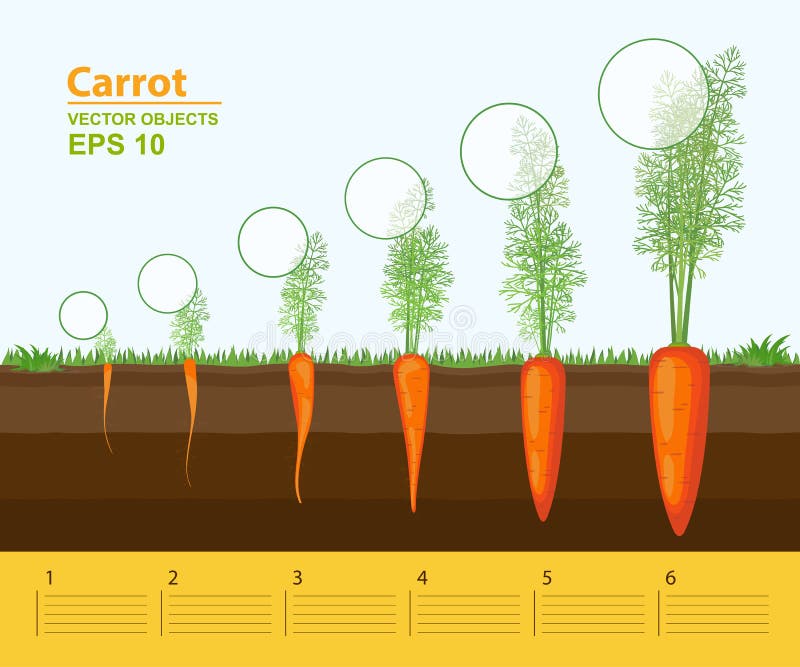 Carrot Growth Chart