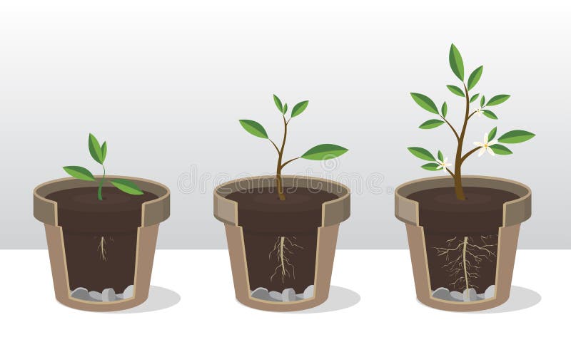 Phases of growth of a plant with the roots and shoots. Rooted Sprout in flowerpot royalty free illustration Phases of growth of a plant with the roots and shoots. Rooted Sprout in flowerpot royalty free illustration