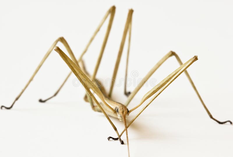phasmatidae близких родственников вверх по walkingstick стоковые фото phasmatidae близких родственников вверх по walkingstick стоковые фото
