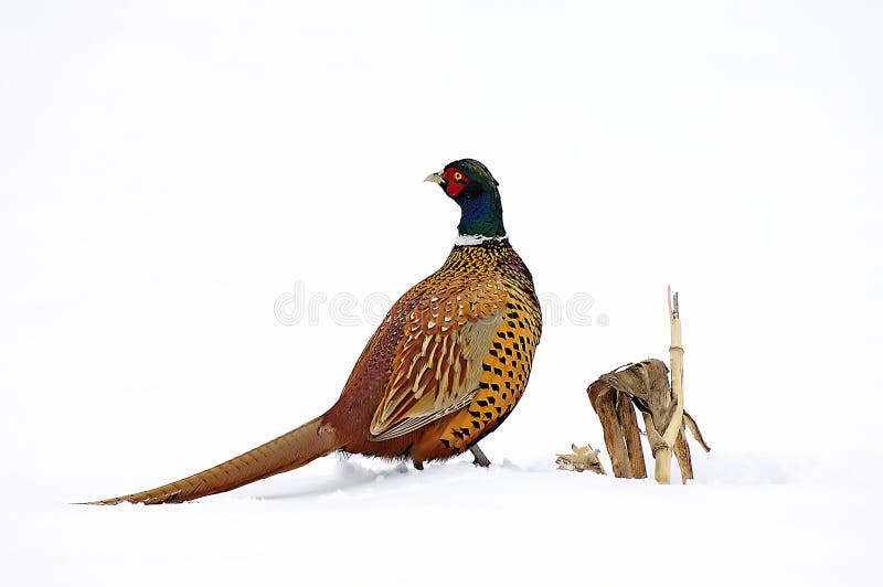 Pheasant bird in the snow.