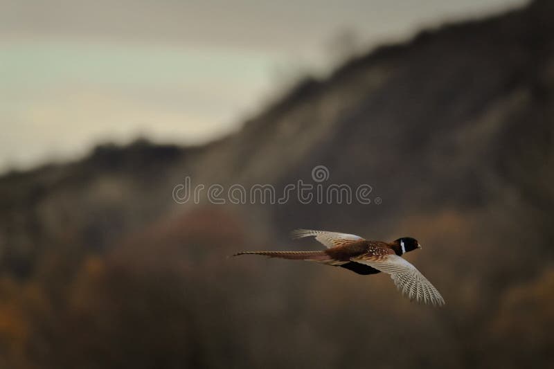 Pheasant