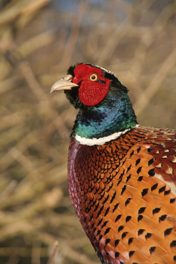 Close up of a ring necked pheasant. Pheasant ring necked ring-necked bird fowl England Northumberland Shoot game shoot gamebird