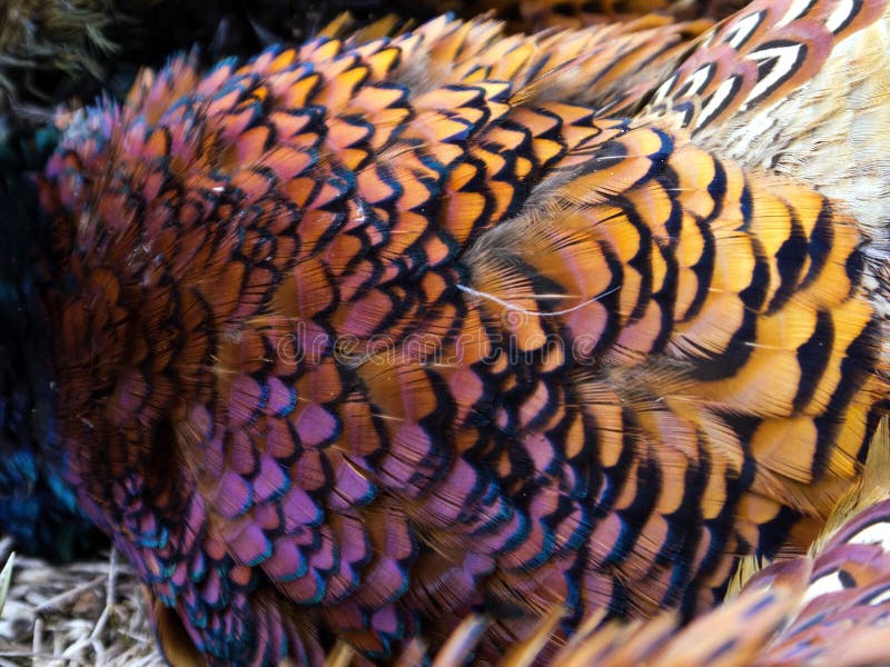 Beautiful feathers of pheasant bird. Beautiful feathers of pheasant bird